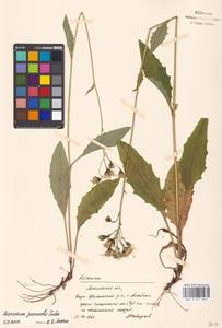 Hieracium lachenalii subsp. deductum (Sudre) Greuter, Eastern Europe, Moscow region (E4a) (Russia)