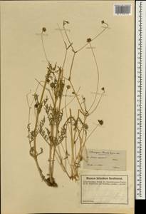 Lomelosia argentea (L.) Greuter & Burdet, South Asia, South Asia (Asia outside ex-Soviet states and Mongolia) (ASIA) (Turkey)