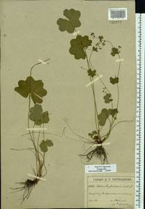 Alchemilla glabricaulis H. Lindb., Eastern Europe, Moscow region (E4a) (Russia)