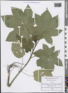 Ricinus communis L., Eastern Europe, Central forest-and-steppe region (E6) (Russia)