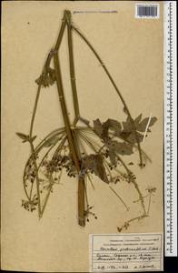 Heracleum pastinacifolium K.Koch, Caucasus, Armenia (K5) (Armenia)