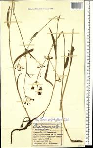 Bupleurum polyphyllum Ledeb., Caucasus, Armenia (K5) (Armenia)