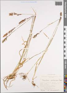 Trisetum altaicum Roshev., Siberia, Altai & Sayany Mountains (S2) (Russia)