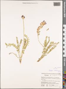 Oxytropis turczaninovii Jurtzev, Siberia, Baikal & Transbaikal region (S4) (Russia)