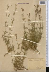 Silene brahuica Boiss., Middle Asia, Western Tian Shan & Karatau (M3)