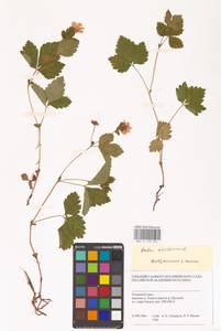 Rubus arcticus L., Siberia, Western Siberia (S1) (Russia)