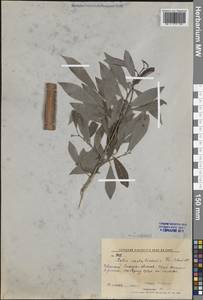 Salix udensis (Wimm.) Trautv. & C.A.Mey., Siberia, Russian Far East (S6) (Russia)