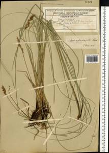 Carex appropinquata Schumach., Eastern Europe, Volga-Kama region (E7) (Russia)
