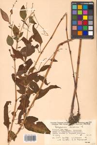Koenigia limosa (Kom.) T. M. Schust. & Reveal, Siberia, Russian Far East (S6) (Russia)