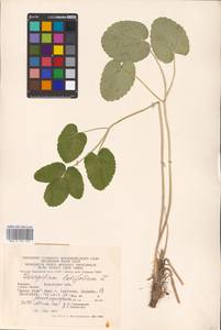 Laserpitium latifolium L., Eastern Europe, West Ukrainian region (E13) (Ukraine)