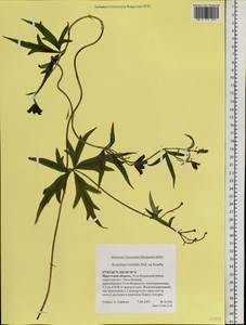 Aconitum volubile Pall., Siberia, Baikal & Transbaikal region (S4) (Russia)