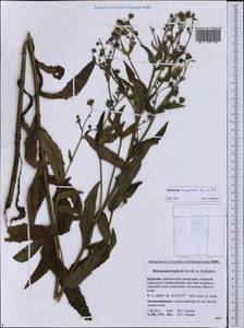 Hieracium tunguskanum Ganesch. & Zahn, Siberia, Baikal & Transbaikal region (S4) (Russia)