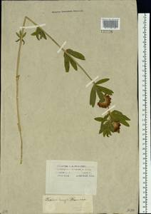 Trifolium lupinaster L., Siberia, Western Siberia (S1) (Russia)