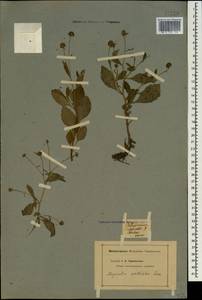 Myriactis wallichii Less., Caucasus (no precise locality) (K0)