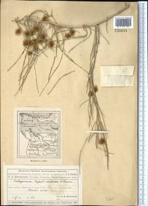 Calligonum caput-medusae Schrenk, Middle Asia, Muyunkumy, Balkhash & Betpak-Dala (M9) (Kazakhstan)