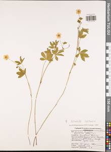 Potentilla reptans L., Eastern Europe, Central region (E4) (Russia)