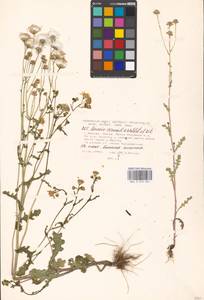 Senecio vernalis Waldst. & Kit., Eastern Europe, Moscow region (E4a) (Russia)