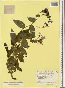 Campanula lactiflora M.Bieb., Caucasus, Georgia (K4) (Georgia)