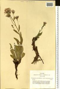 Saussurea salicifolia (L.) DC., Siberia, Altai & Sayany Mountains (S2) (Russia)