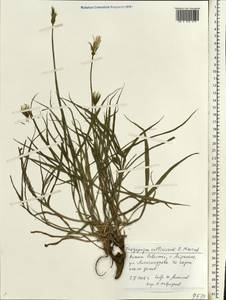 Tragopogon soltisiorum Mavrodiev, Eastern Europe, Lower Volga region (E9) (Russia)