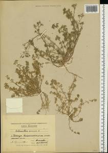Scleranthus annuus L., Eastern Europe, Moldova (E13a) (Moldova)