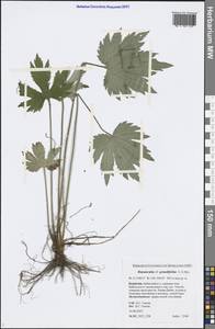 Ranunculus grandifolius C. A. Mey., Siberia, Baikal & Transbaikal region (S4) (Russia)