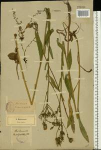 Picris hieracioides L., Eastern Europe, North-Western region (E2) (Russia)