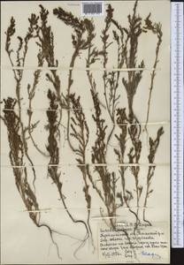 Suaeda confusa Iljin, Middle Asia, Northern & Central Kazakhstan (M10) (Kazakhstan)