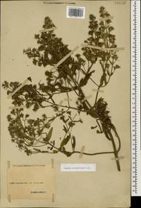 Nepeta ucranica subsp. parviflora (M.Bieb.) M.Masclans de Bolos, Caucasus, North Ossetia, Ingushetia & Chechnya (K1c) (Russia)