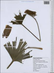 Rhapis humilis Blume, South Asia, South Asia (Asia outside ex-Soviet states and Mongolia) (ASIA) (China)