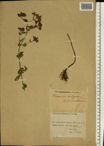 Origanum vulgare L., Eastern Europe, Rostov Oblast (E12a) (Russia)
