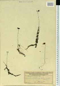 Utricularia intermedia Hayne, Eastern Europe, Volga-Kama region (E7) (Russia)