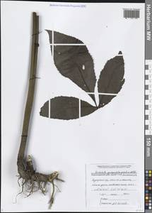 Klasea quinquefolia (Willd.) Greuter & Wagenitz, Caucasus, Black Sea Shore (from Novorossiysk to Adler) (K3) (Russia)