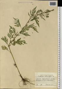 Ambrosia artemisiifolia L., Eastern Europe, Moscow region (E4a) (Russia)