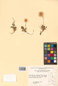 Geum selinifolium (Fisch. ex F. Schmidt) Hultén, Siberia, Chukotka & Kamchatka (S7) (Russia)