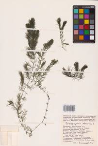 Ceratophyllum demersum L., Eastern Europe, Lower Volga region (E9) (Russia)