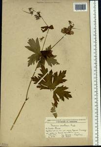 Geranium platyanthum Duthie, Siberia, Russian Far East (S6) (Russia)