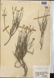 Asterothamnus schischkinii Tamamsch., Middle Asia, Northern & Central Tian Shan (M4) (Kyrgyzstan)