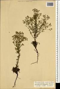 Chamaerhodos erecta (L.) Bunge, Mongolia (MONG) (Mongolia)