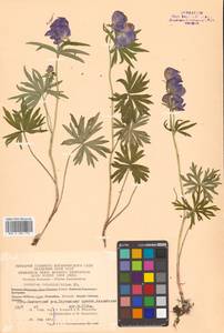 Aconitum delphinifolium DC., Siberia, Chukotka & Kamchatka (S7) (Russia)