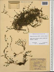 Arenaria rotundifolia M. Bieb., Caucasus, North Ossetia, Ingushetia & Chechnya (K1c) (Russia)