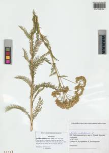 Achillea asiatica Serg., Siberia, Altai & Sayany Mountains (S2) (Russia)