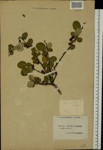 Cotoneaster melanocarpus G. Lodd., Eastern Europe, South Ukrainian region (E12) (Ukraine)