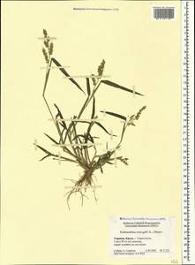 Echinochloa crus-galli (L.) P.Beauv., Crimea (KRYM) (Russia)