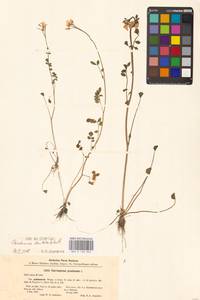 Cardamine pratensis subsp. dentata (Schult.) Čelak., Eastern Europe, North-Western region (E2) (Russia)