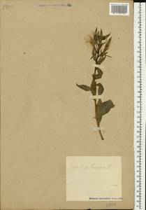 Oenothera biennis L., Eastern Europe, Estonia (E2c) (Estonia)