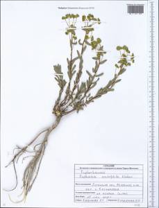 Euphorbia petrophila C.A.Mey., Eastern Europe, North Ukrainian region (E11) (Ukraine)
