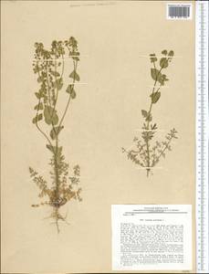 Lepidium perfoliatum L., Middle Asia, Pamir & Pamiro-Alai (M2) (Tajikistan)