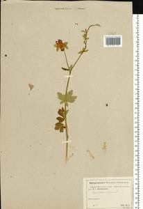 Aquilegia vulgaris L., Eastern Europe, Moscow region (E4a) (Russia)