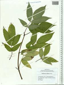 Sambucus sibirica Nakai, Eastern Europe, Middle Volga region (E8) (Russia)